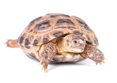 Russian Tortoise For Sale