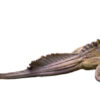 sailfin-dragon-for-sale
