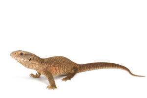 savannah-monitor-for-sale