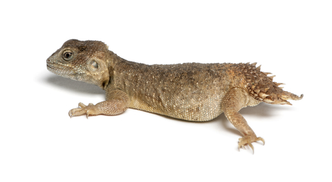 shield-tailed-agama-for-sale