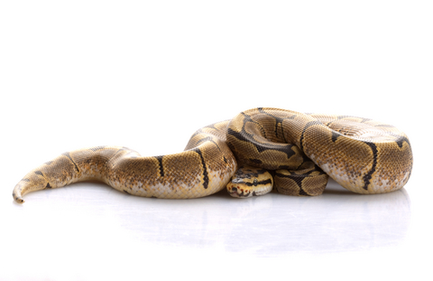 spider-ball-python-for-sale