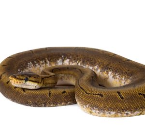 Spinner Ball Python for Sale