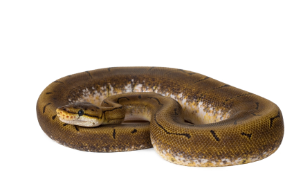 Spinner Ball Python for Sale