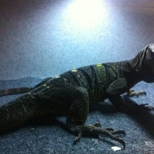 spiny-necked-monitor-for-sale