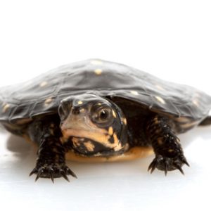Spotted turtle for sale - Clemmys guttata Spotted Turtle