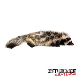 striped_weasel_3-510x510-1.jpg