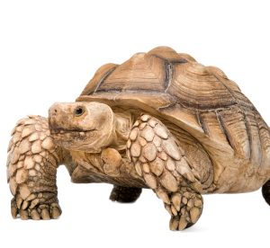 BABY HYPO SULCATA TORTOISE FOR SALE
