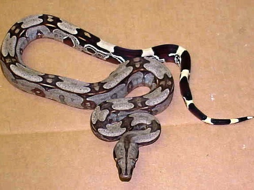 surinam-red-tail-boa-for-sale