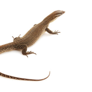 Timor Monitor lizard