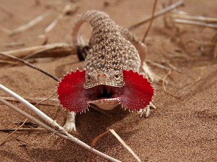 Toad Head Agama for Sale