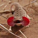 toad-head-agama-for-sale