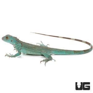 Blue Axanthic Iguana for Sale
