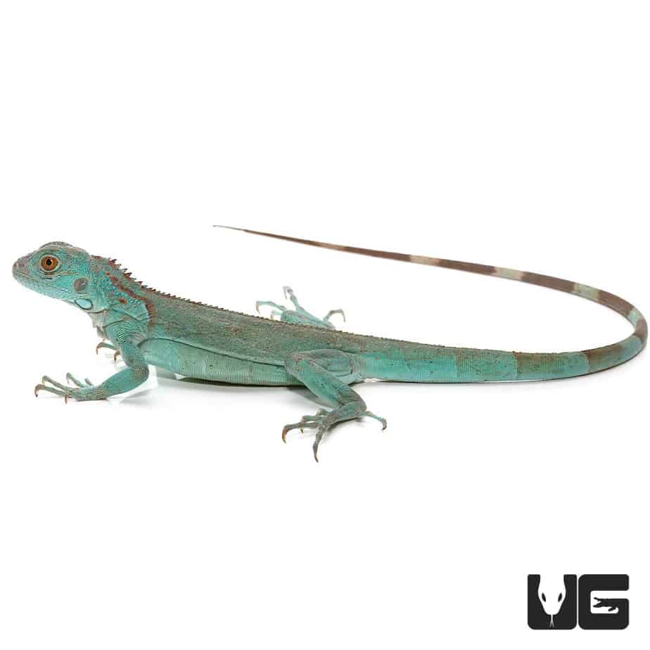 Blue Axanthic Iguana for Sale