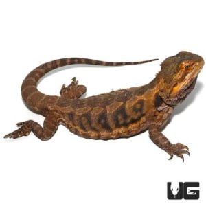 Citrus Leatherback Bearded Dragon "Breeder" (Stock BDB8)