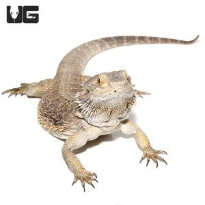 Adult Bearded Dragon for Sale