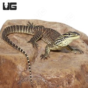 Argus Monitor for Sale