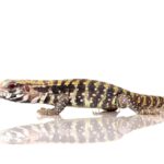 ug_baby_albino_blue_tegu_3