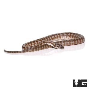 Caramel Jaguar Carpet Pythons for Sale
