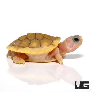 CARAMEL PINK ALBINO RED EAR SLIDER TURTLE FOR SALE