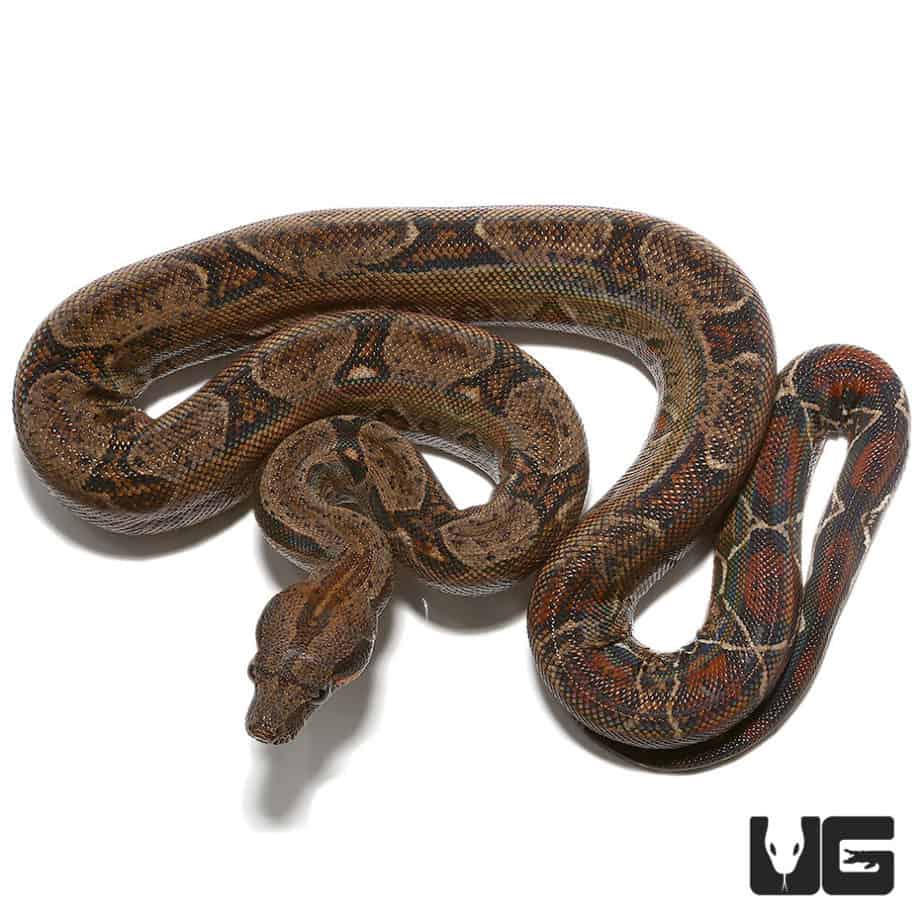 Anery Central American Boas