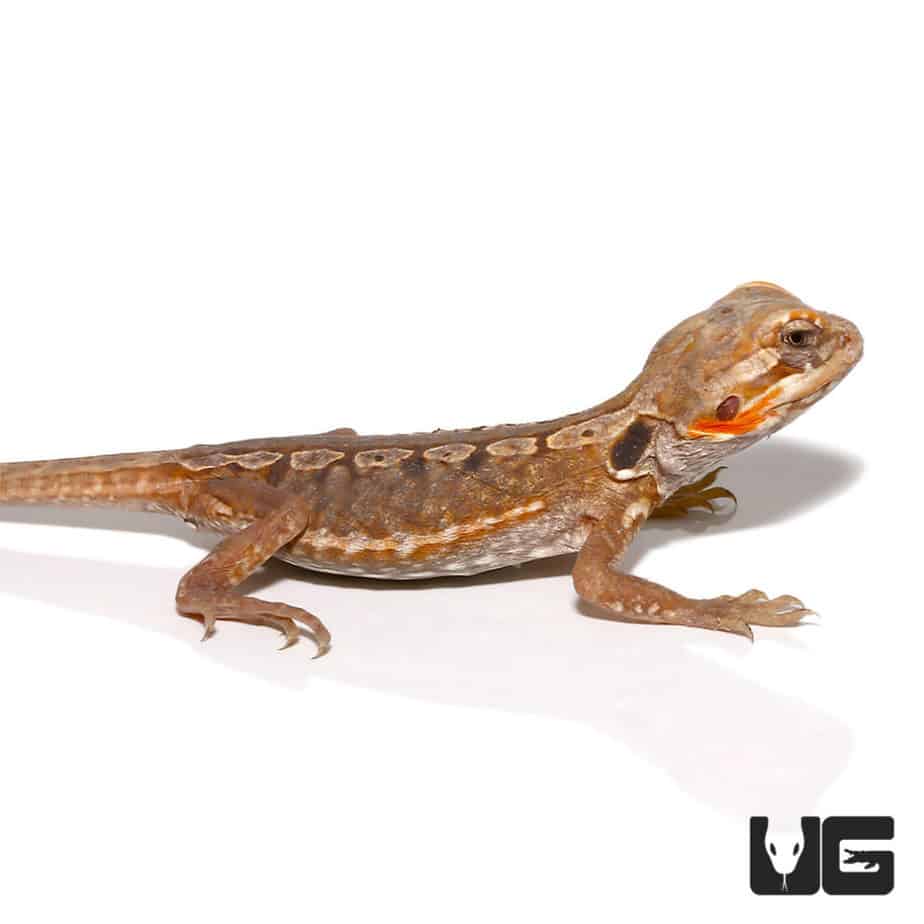 Citrus Bearded Dragon For Sale