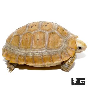 Baby Elongated Tortoise for Sale