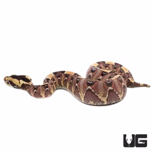 BABY GABINO VIPERS FOR SALE