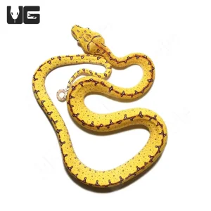 Baby Jayapura Green Tree Python