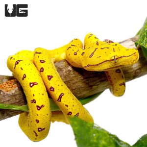 Misol Green Tree Pythons