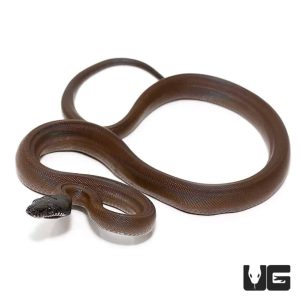 White Lipped Pythons for Sale
