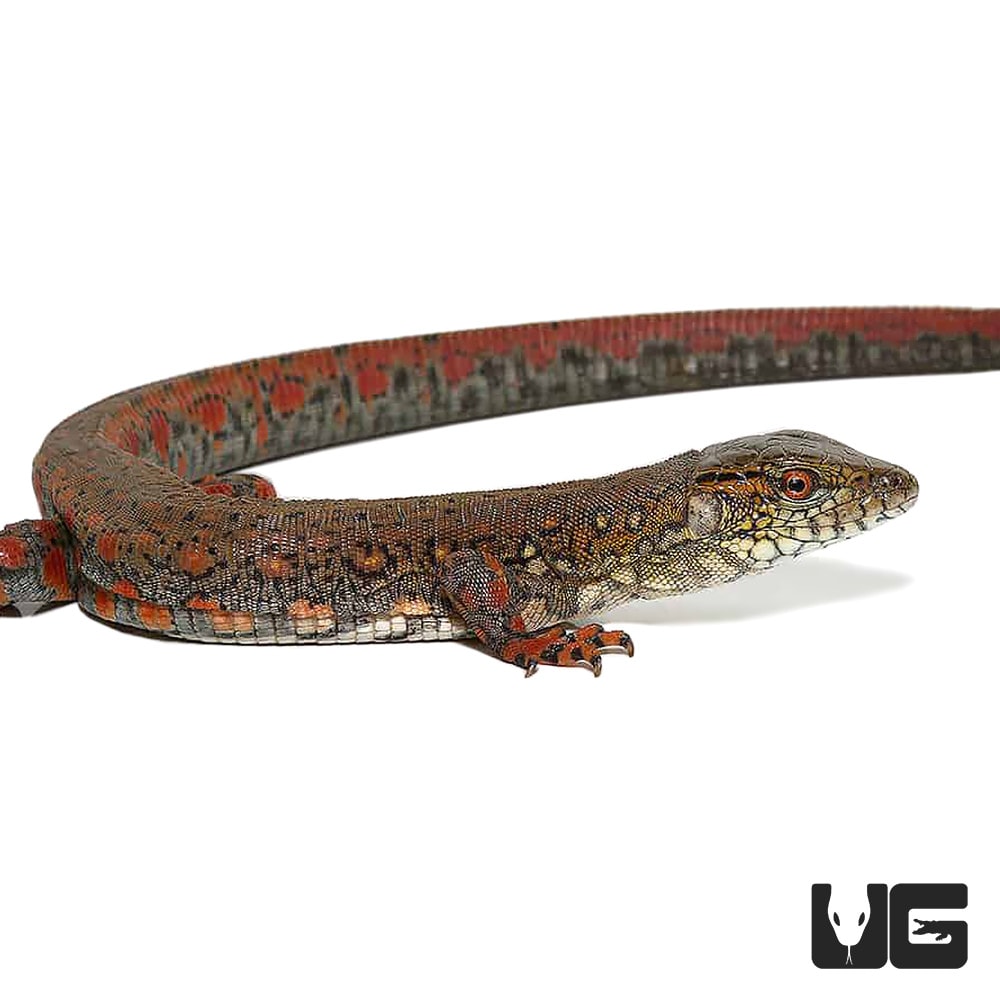 Crocodile Tegu For Sale