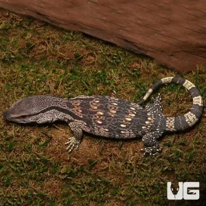 White Throat Monitor