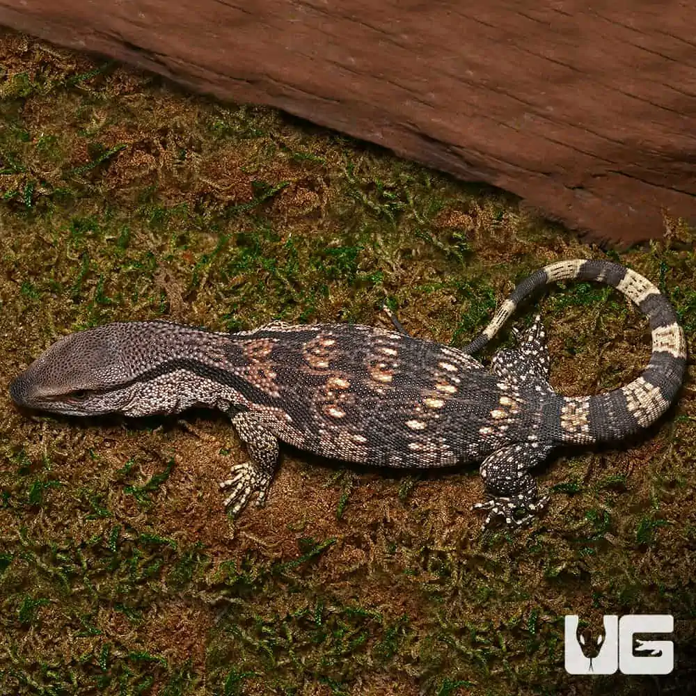 White Throat Monitor