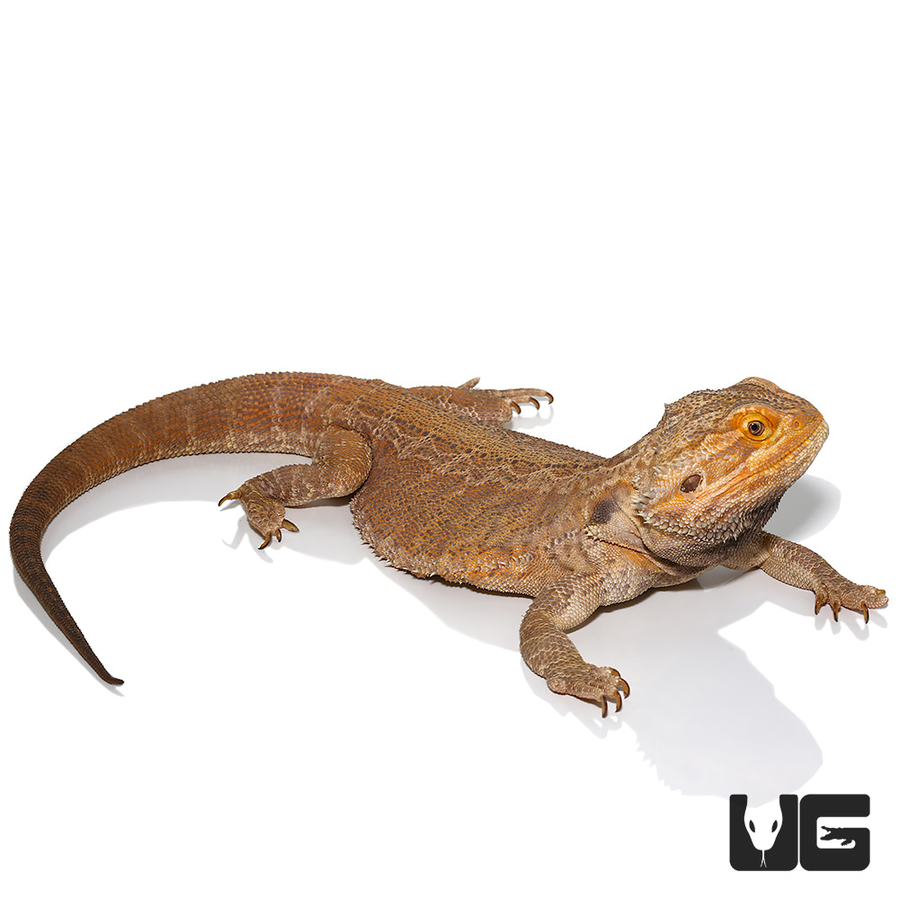 Super Red Leatherback Bearded Dragon (Stock BDB7)