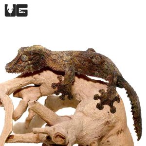 Mossy Leaf Tailed Gecko for Sale