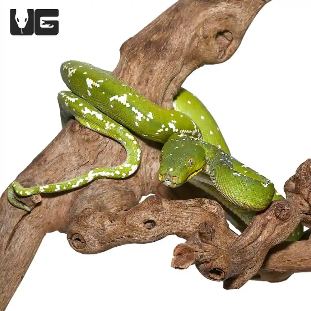 ARU GREEN TREE PYTHON FOR SALE