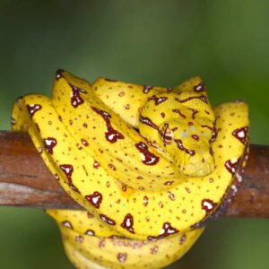 ADULT BIAK GREEN TREE PYTHON FOR SALE