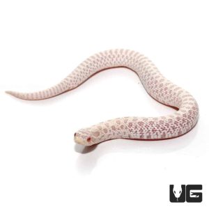 BABY SNOW WESTERN HOGNOSE SNAKE FOR SALE