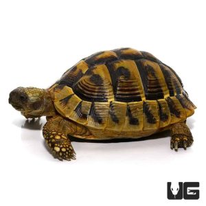 Baby Hermann Tortoise For Sale