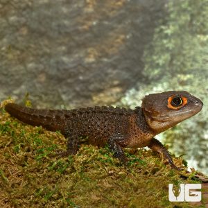 Red Eyed Crocodile Skink for Sale