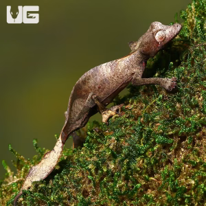 Satanic Leaf Tailed Gecko for Sale