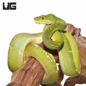 SORONG GREEN TREE PYTHON FOR SALE