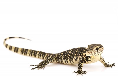 water-monitor-for-sale