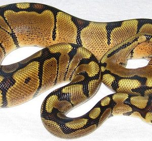 Woma Ball Python for Sale