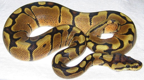 woma-ball-python-for-sale