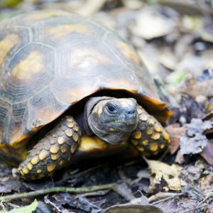 Yellow Footed Tortoise For Sale