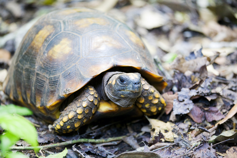 Yellow Footed Tortoise For Sale
