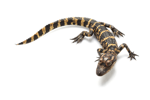 american-alligator-for-sale
