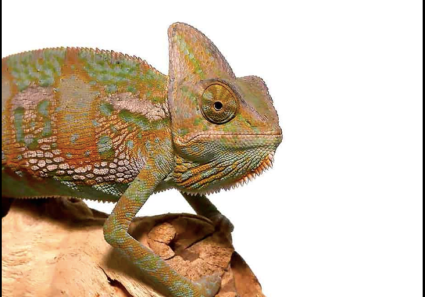 Veiled Chameleon For Sale