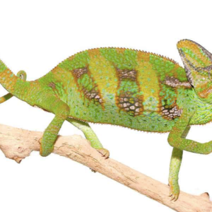 Veiled Chameleons For Sale